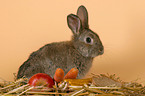 brown bunny