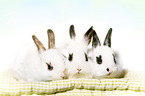 young rabbits