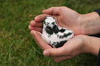 rabbit baby