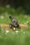 young rabbit