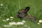 young rabbit