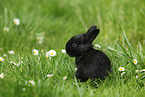 young rabbit