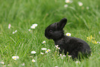 young rabbit