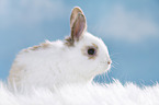 young rabbit