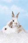 2 young rabbits