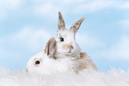 2 young rabbits