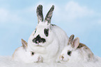 rabbits
