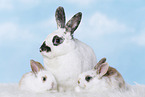 rabbits