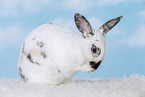 rabbit