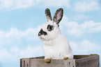rabbit