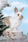 young rabbit