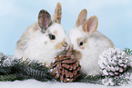 2 young rabbits