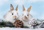 2 young rabbits