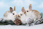 3 young rabbits