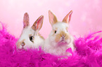 2 young rabbits