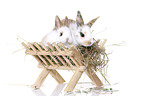 2 young rabbits