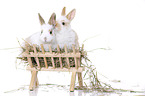 2 young rabbits