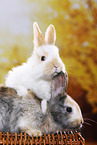 2 young rabbits