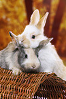 2 young rabbits