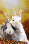 2 young rabbits