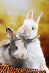 2 young rabbits
