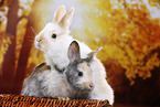2 young rabbits