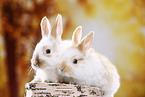 2 young rabbits