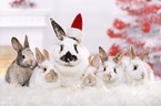 rabbits