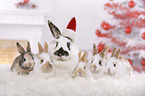 rabbits