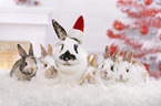 rabbits