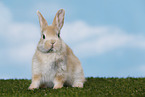 young rabbit