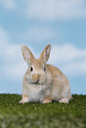 young rabbit