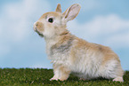 young rabbit