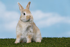 young rabbit