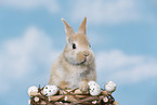 young rabbit