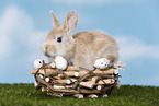 young rabbit