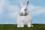 young rabbit