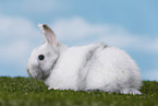 young rabbit