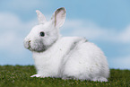 young rabbit