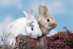 young rabbits