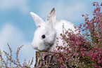 young rabbit