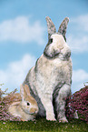 2 rabbits