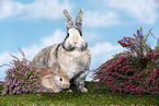 2 rabbits