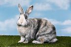 rabbit