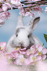 young rabbit