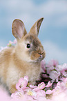 young rabbit