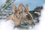 young rabbits