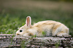 cowering rabbit