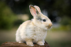 young rabbit
