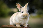 young rabbit